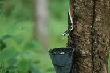 Giá cao su kỳ hạn tại Tokyo hồi phục do giá dầu tăng và đồng yên suy yếu